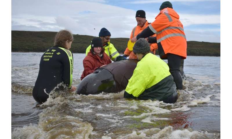 Rescuers working to save a whale beached in Macquarie Harbour on the rugged west coast of Tasmania