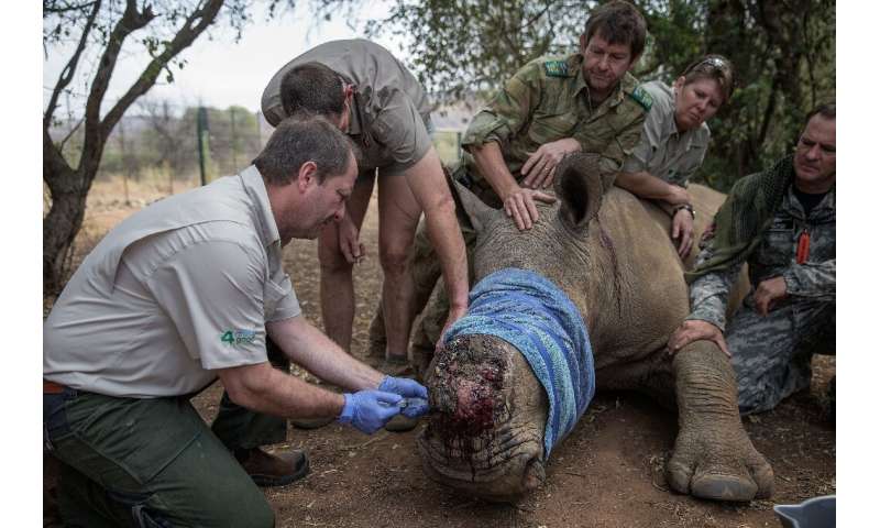 Rhino poaching in South Africa fell by half in the first six months of 2020, in part because a coronavirus lockdown made it hard