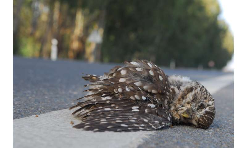 Roadkill study identifies animals most at risk in Europe