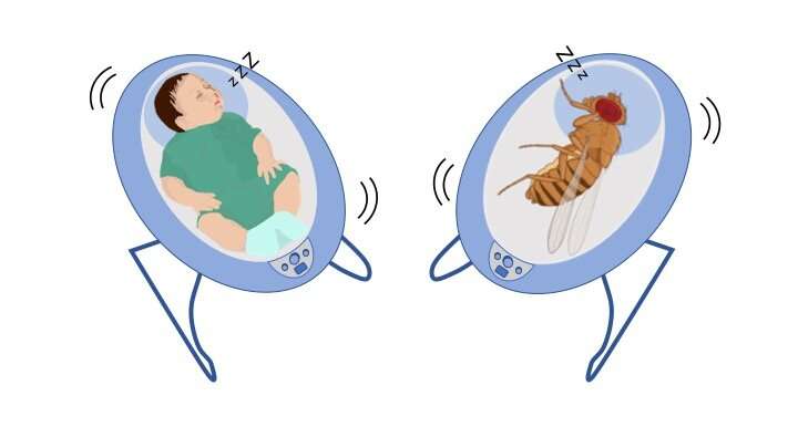 Rock-a-bye fly: because vibrations lead to sleepiness