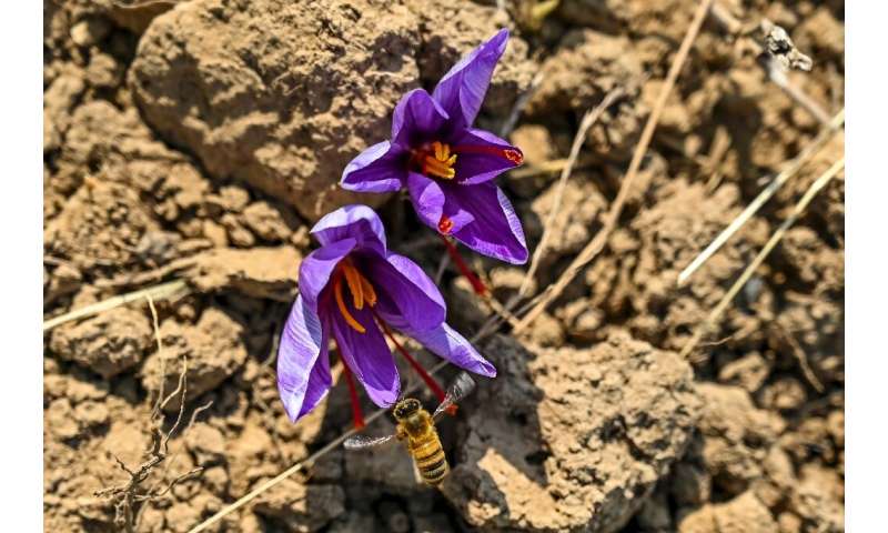 Saffron is the world's most expensive spice; collecting it involves plucking the crimson threads from inside purple crocus flowe