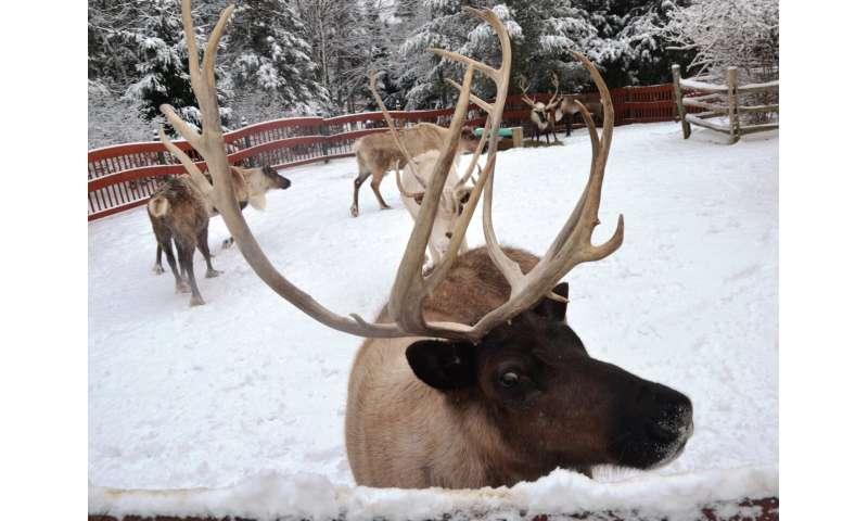 Santa's reindeer outdo U.S. senators at picking stocks, study finds