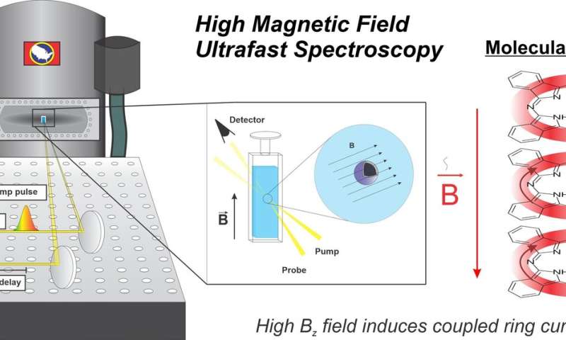 Scholes finds novel magnetic field effect in diamagnetic molecules