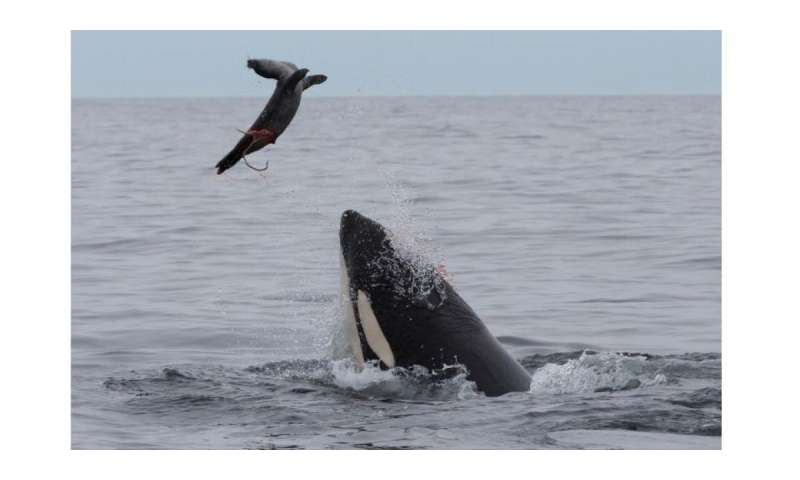 Seal-eating killer whales accumulate large amounts of harmful pollutants