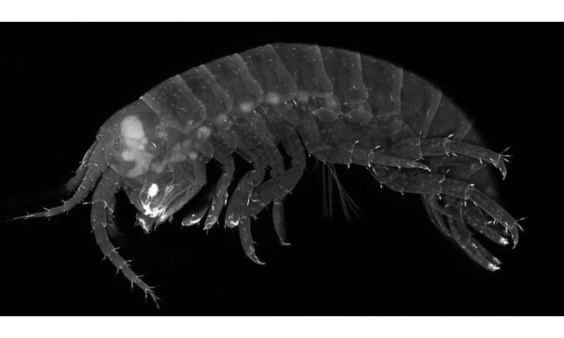 Search for the "wings" of a crustacean sheds light on origins of insect wings