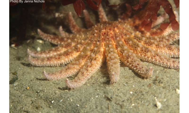 Sea star listed as critically endangered following research by Oregon State University