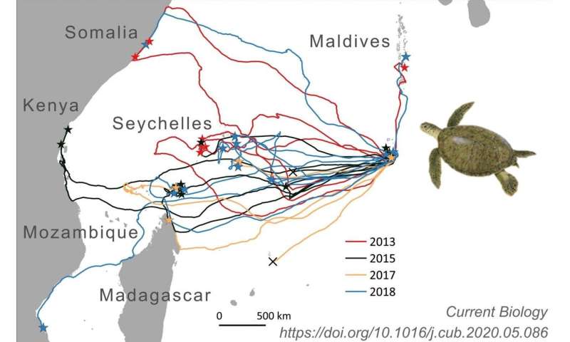 Sea turtles' impressive navigation feats rely on surprisingly crude 'map'