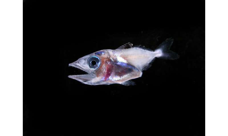 Shifts in water temperatures affect eating habits of larval tuna at critical life stage