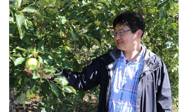 Silk road contains genomic resources for improving apples