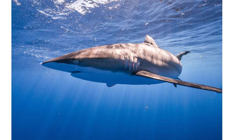 Silky sharks find hope in Atlantic, remain targets in Indo-Pacific