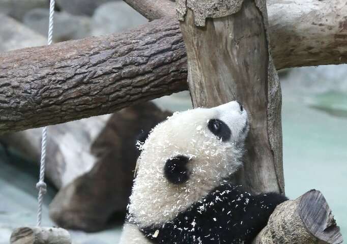 Six-month-old panda cub Yuan Bao at Taipei Zoo
