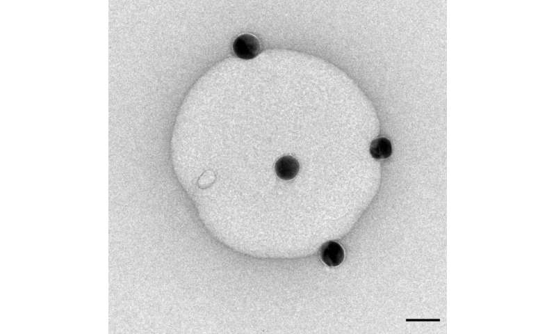 Size determines how nanoparticles affect biological membranes
