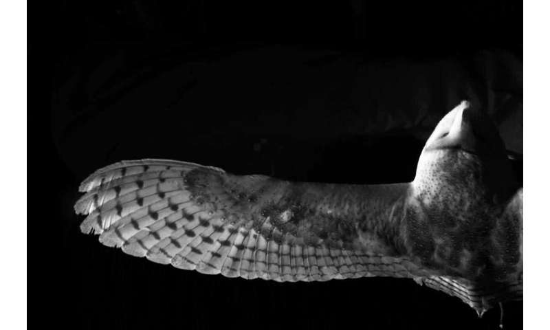 Small finlets on owl feathers point the way to less aircraft noise
