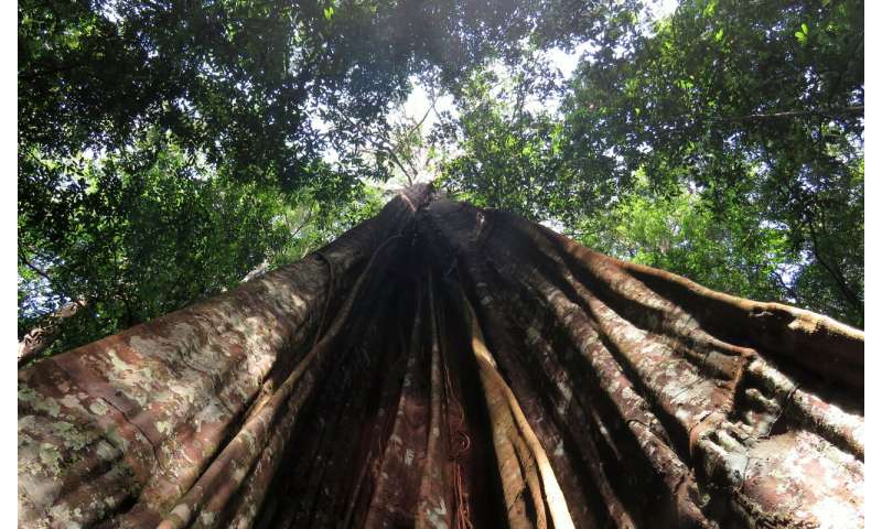 Small trees offer hope for rainforests