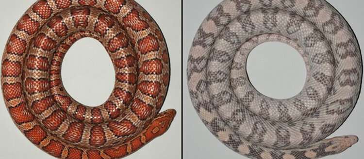 Snakes reveal the origin of skin colours