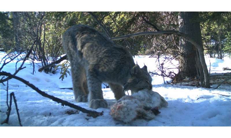 Snowshoe hare carcasses feed more than usual predator suspects, study shows