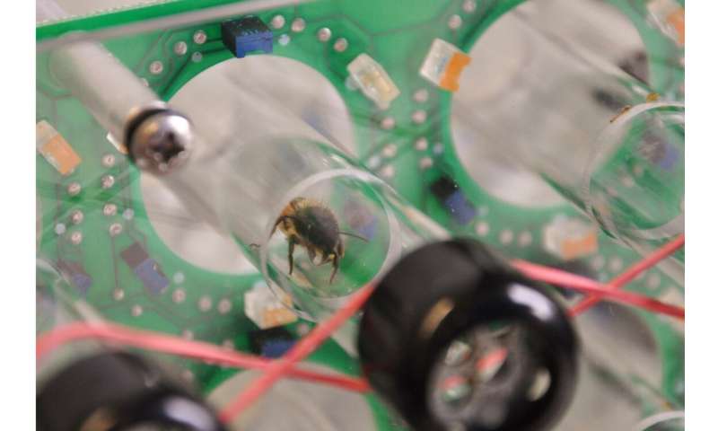 Solitary bees are born with a functional internal clock - unlike honeybees