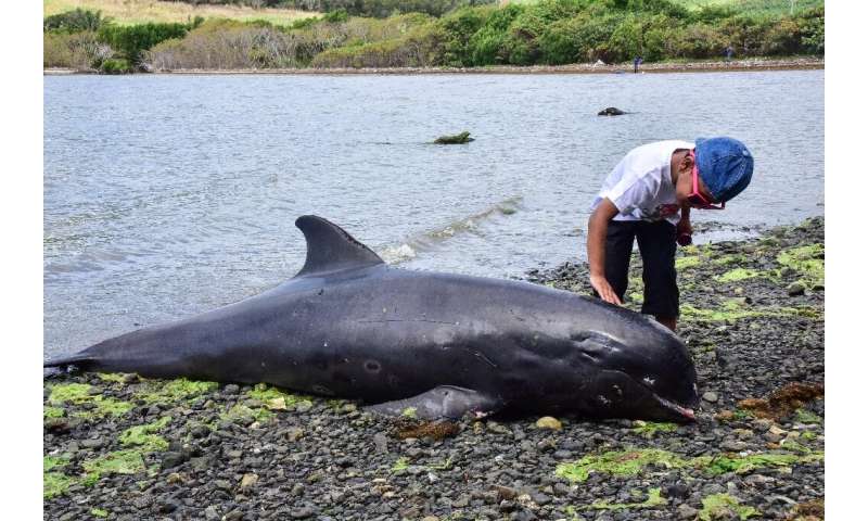 Some of the whales appeared to have injuries