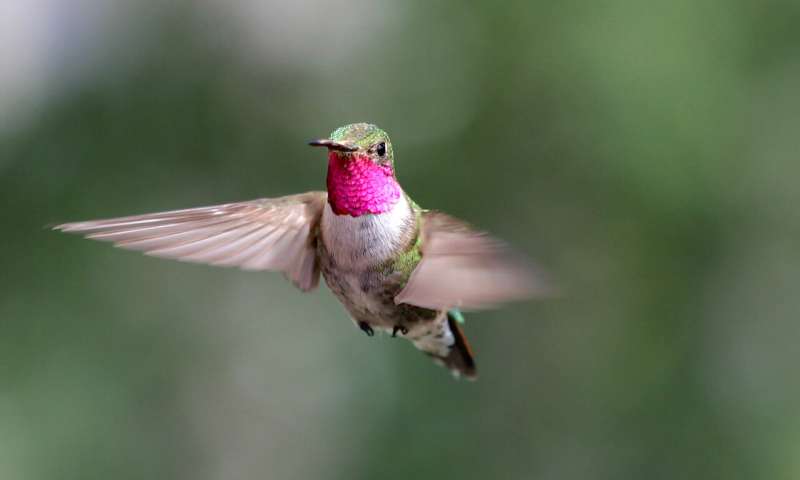 Spectacular bird's-eye view? Hummingbirds see diverse colors humans can only imagine