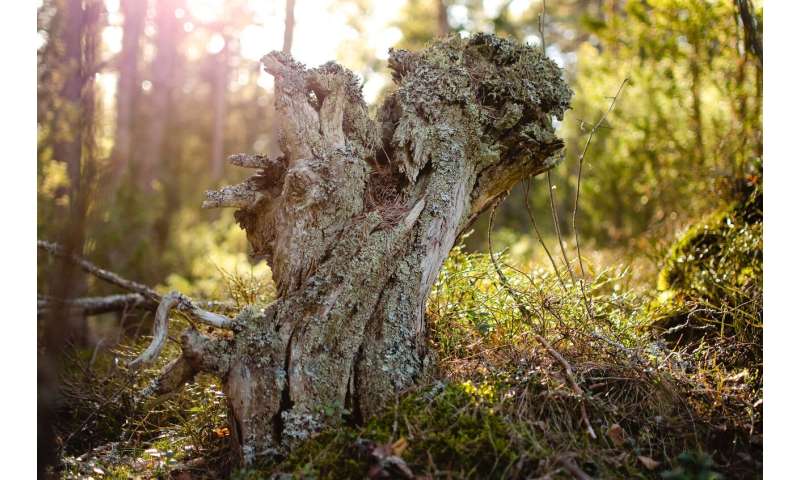 Spotting Deadwood: Measuring forest biodiversity for the bioeconomy