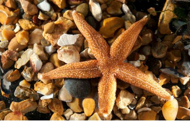 Starfish provide missing link in evolution of key brain messenger molecules