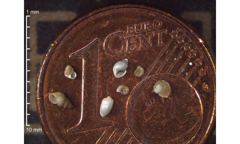 St Petersburg University scientists count all the tiny snails in the Arctic