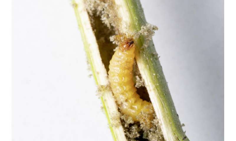 Strigolactones increase tolerance to weevils in tobacco plants