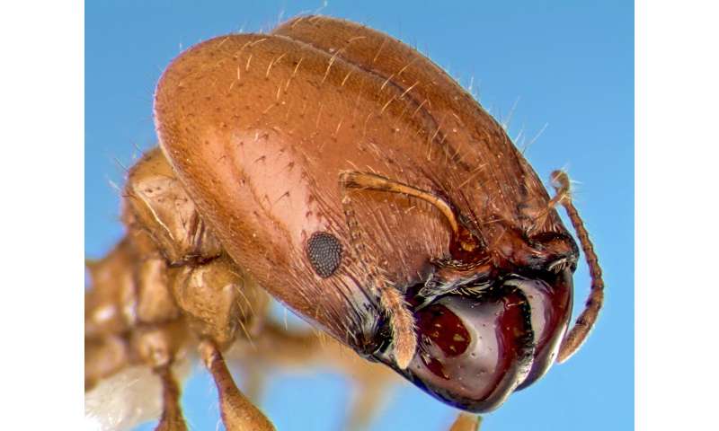 Study of giant ant heads using simple models may aid bio-inspired designs