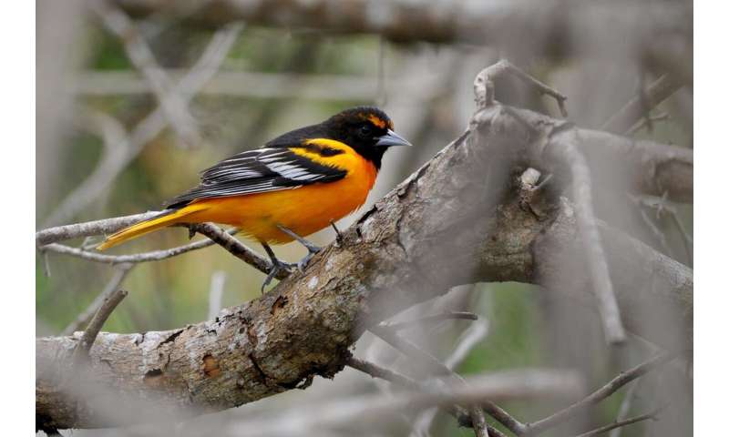 Study: Oriole hybridization is a dead end