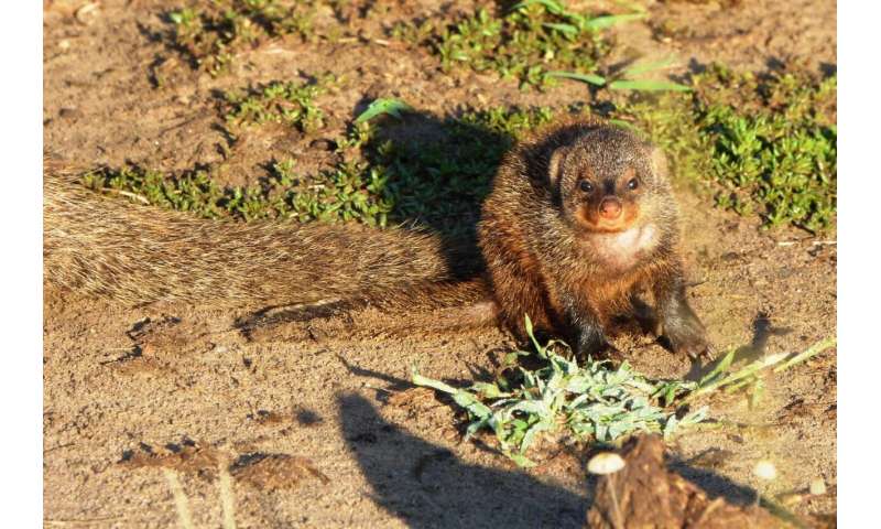 Study shows inbreeding reduces cooperation in banded mongooses