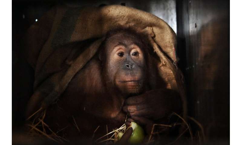 Sumatran orangutans are critically endangered; but poachers frequently capture them to sell as pets on the black market