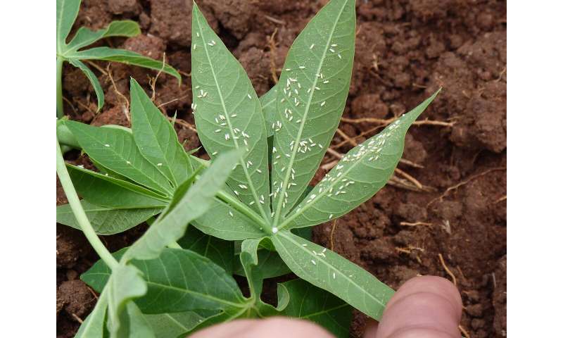 Surplus sugar helps whiteflies detoxify plant defenses