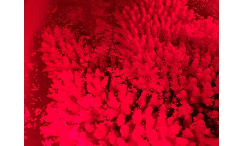 Surprising coral spawning features revealed