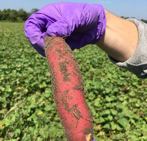 Sweet potato microbiome research important first step towards improving yield