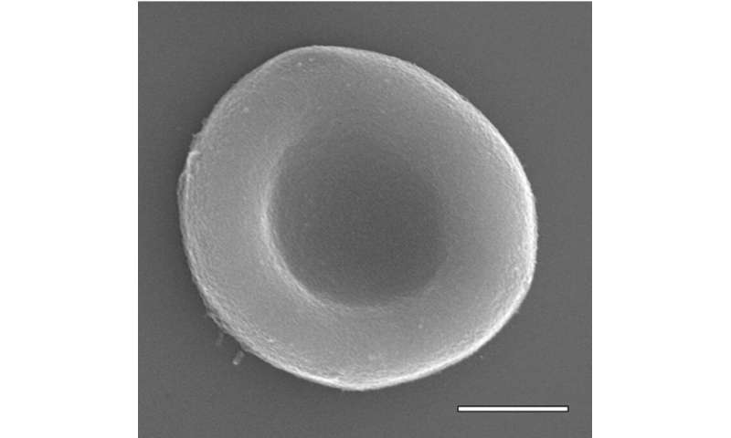 Synthetic red blood cells mimic natural ones, and have new abilities