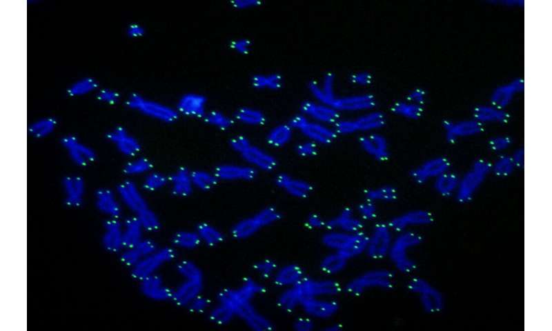 Telomere shortening protects against cancer