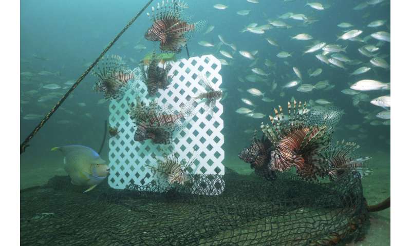 Testing traps to control lovely but destructive lionfish