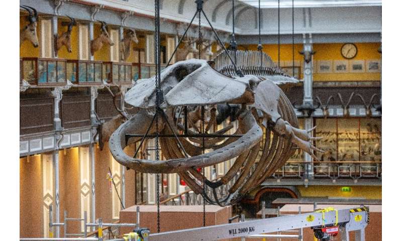 The 65-foot (20-metre) skeleton of a fin whale - the second largest species on the planet after the blue whale - has towered ove