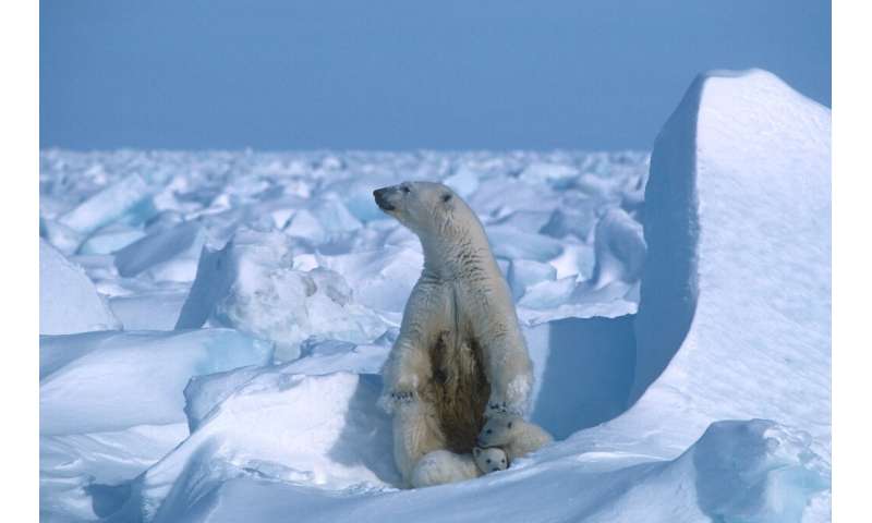 The Arctic National Wildlife Refuge is home to polar bears such as this one, photographed on sea ice northeast of Prudhoe Bay in
