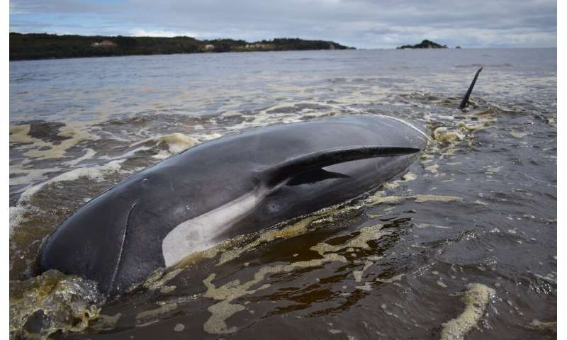 The causes of whale mass strandings remain unknown, despite scientists studying the phenomenon for decades