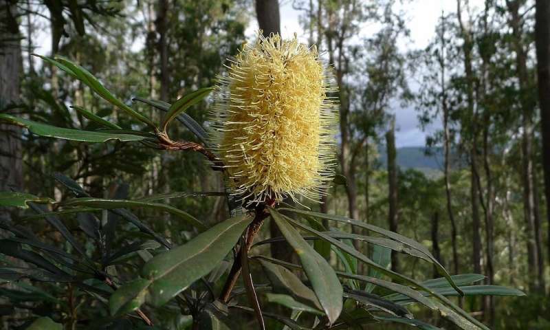 The coastal banksia has its roots in ancient Gondwana