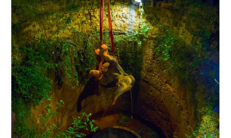 The elephant was sedated before rescuers climbed into the well and attached straps to its feet