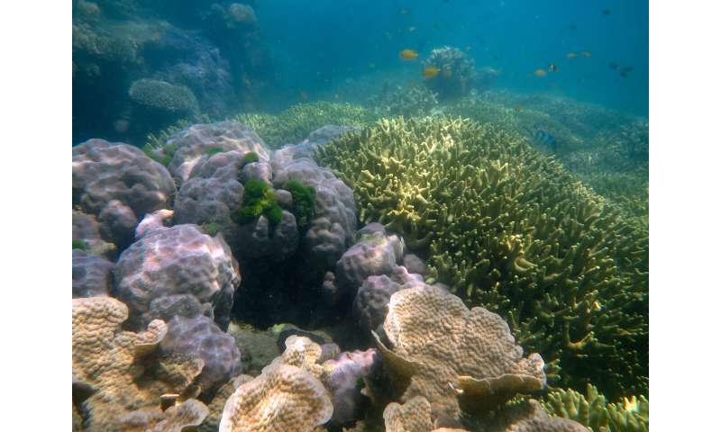 The future is now: Long-term research shows ocean acidification ramping up on the Great Barrier Reef