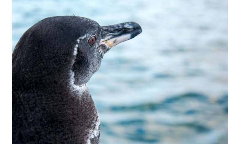 The Galapagos penguin is one of the smallest species of penguins in the world