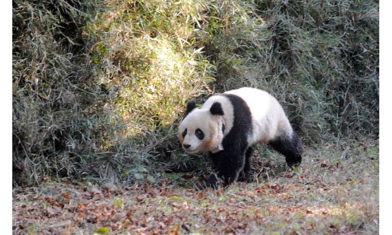 The giant panda is seen as an 'umbrella' species because its conservation is considered to help many less well-known animals, pl