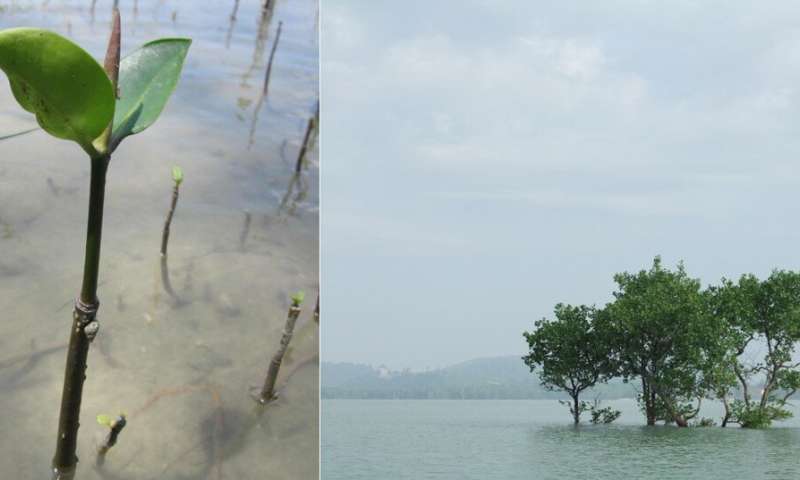 The Malay Peninsula is a dispersal barrier to certain mangrove species