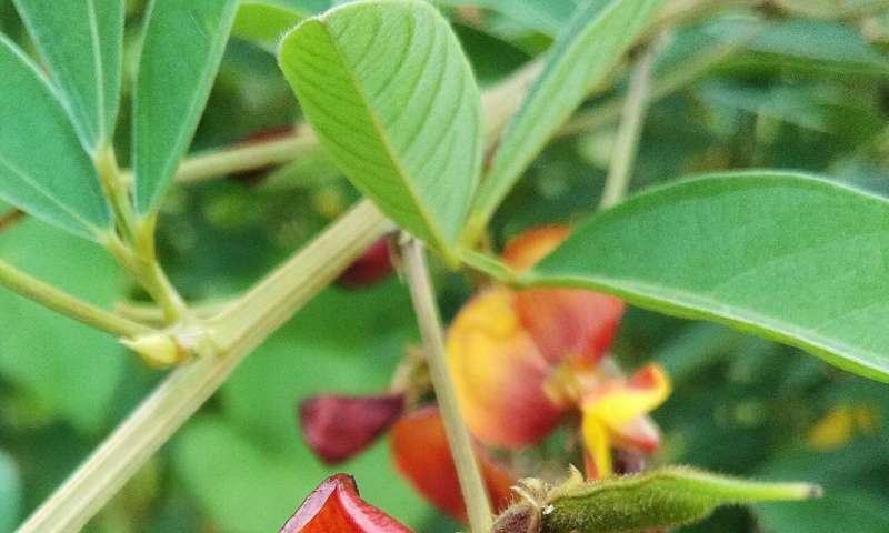 The mystery of pollen sterility and its reversion in pigeon pea revealed in a new study