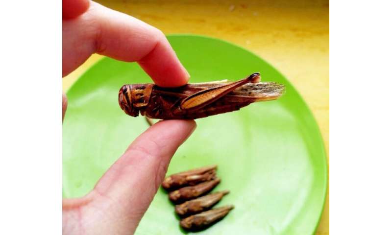 The next trend in food: Edible insects?