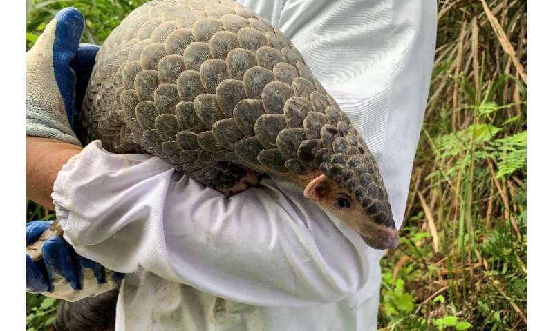 The pangolin was found in a fishpond by a farmer and brought to the government-run rescue centre in Jinhua