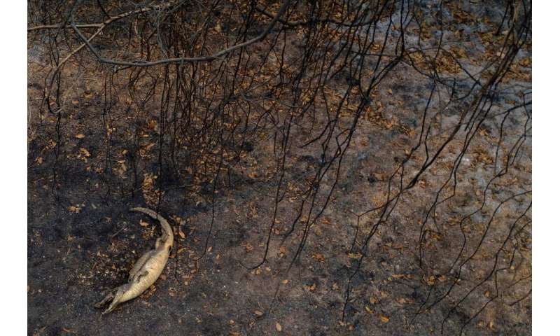 The Pantanal, a region famous for its wildlife, is suffering its worst fires in more than 47 years, destroying vast areas of veg